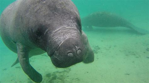 daytona beach manatee sightings.